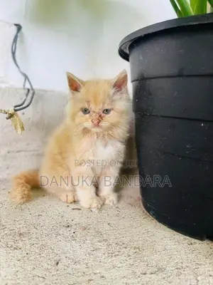 Persian cat