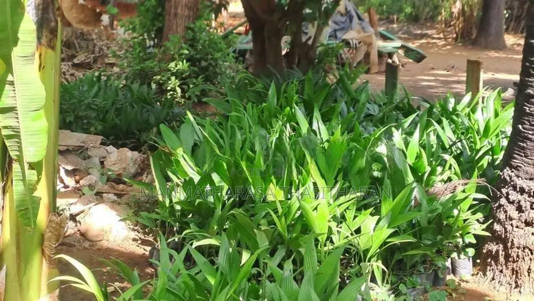 கமுகங்கன்று