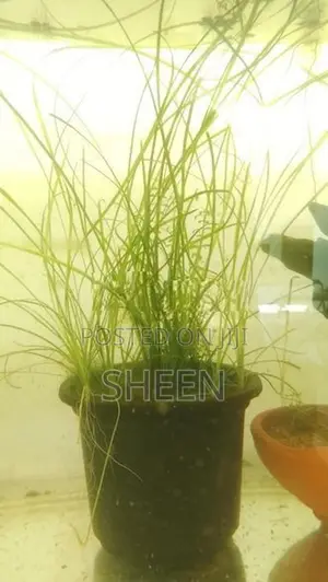 Vallisneria Nana