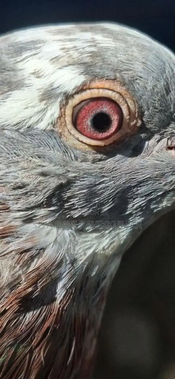 Racing Pigeon With Chicks