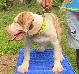 American Bully Xl