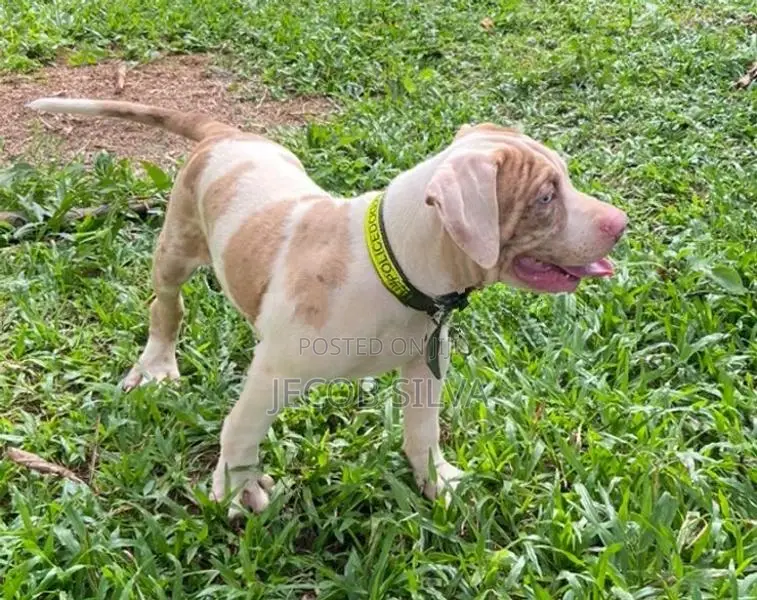 American Bully Xl