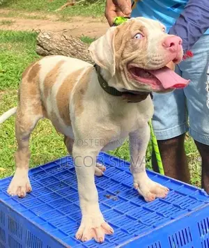 American Bully Xl