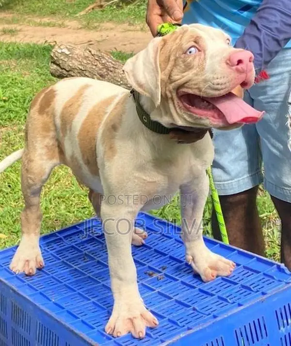 American Bully Xl