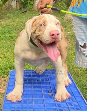 American Bully Xl