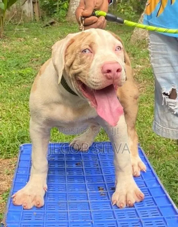 American Bully Xl