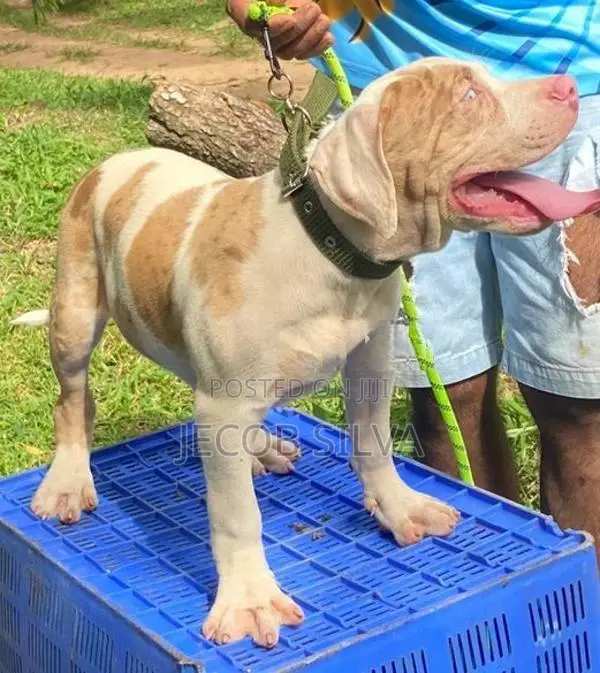American Bully Xl
