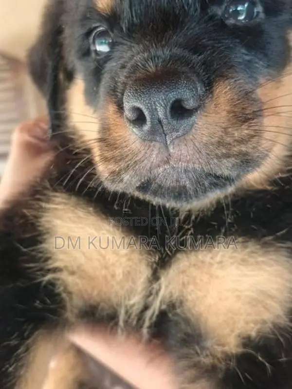 Rottweiler Female Puppy