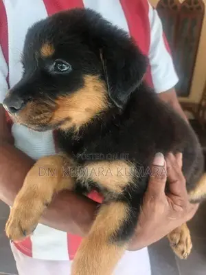 Rottweiler Female Puppy