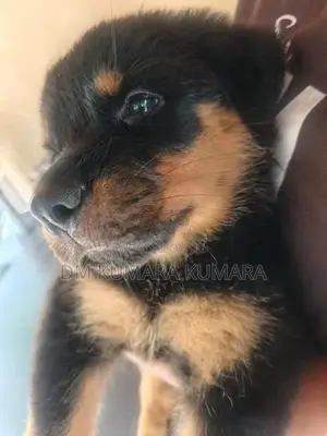 Rottweiler Female Puppy