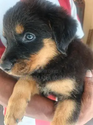 Rottweiler Female Puppy