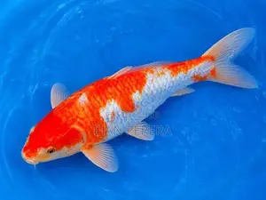 Koi Carp