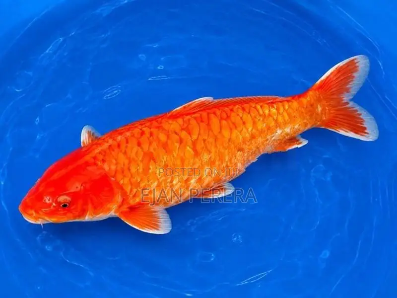 Koi Carp