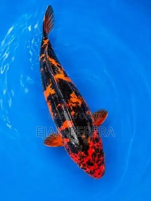 Koi Carp