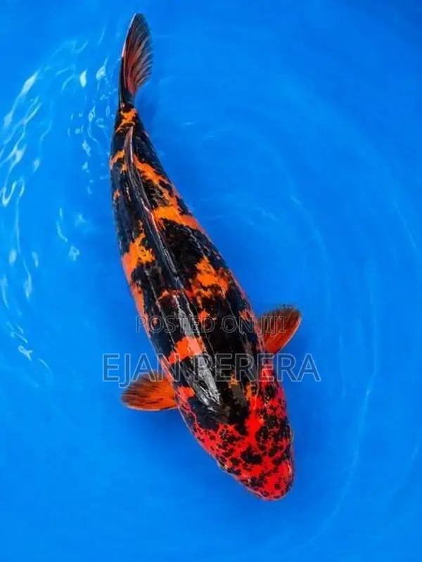 Koi Carp