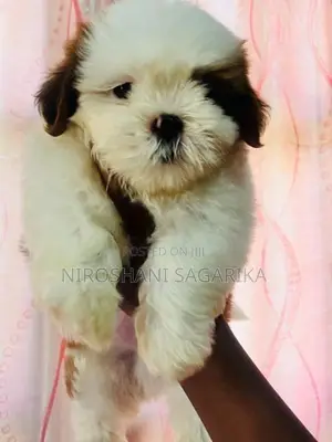 Shih Tzu Puppy