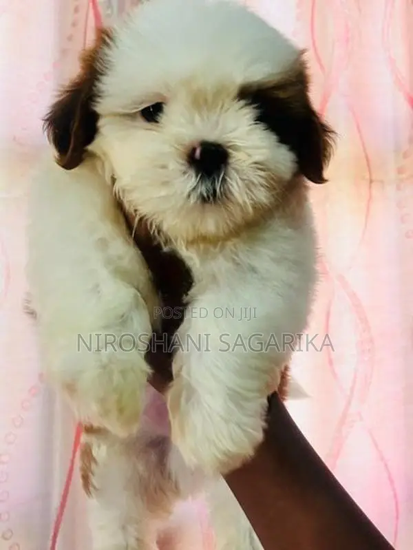 Shih Tzu Puppy