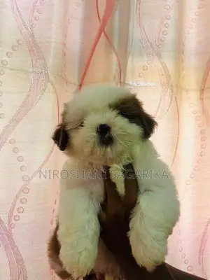Shih Tzu Puppy