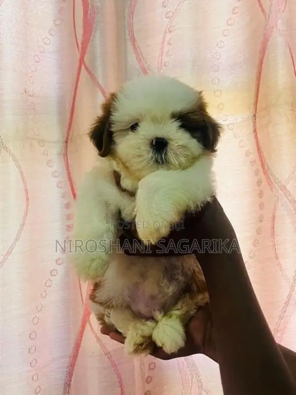 Shih Tzu Puppy