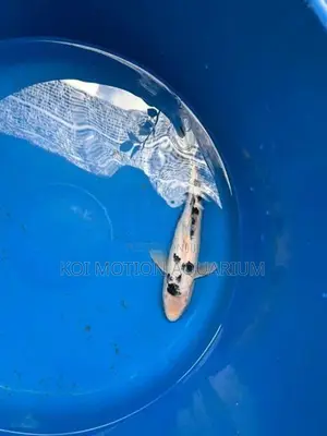 Bekko Koi Fish