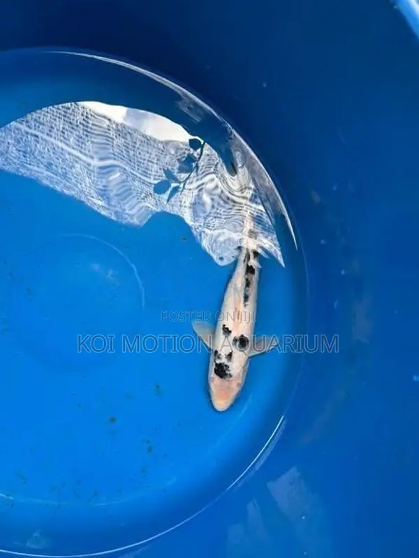 Bekko Koi Fish