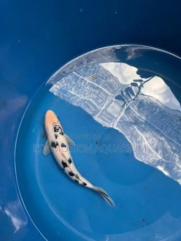Bekko Koi Fish
