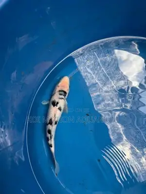 Bekko Koi Fish
