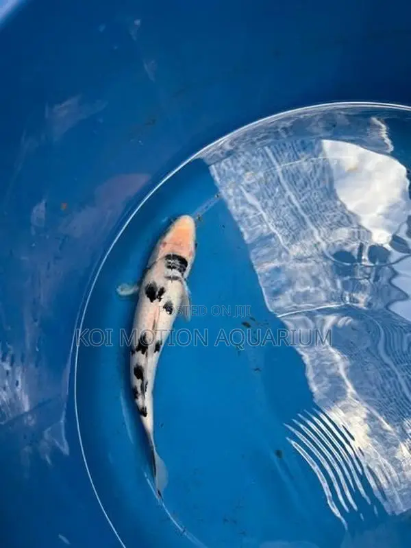 Bekko Koi Fish