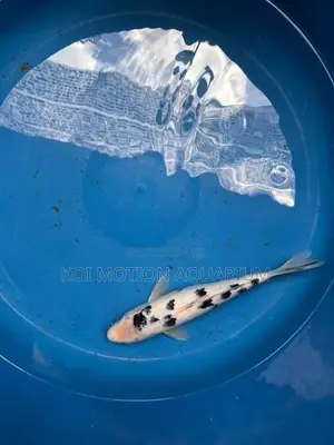 Bekko Koi Fish