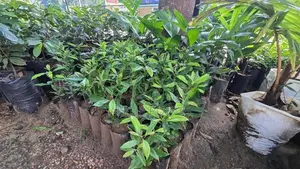 Nutmeg Plants