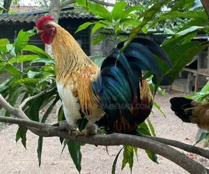 Kukula