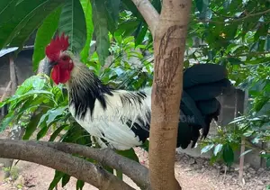 Kukula