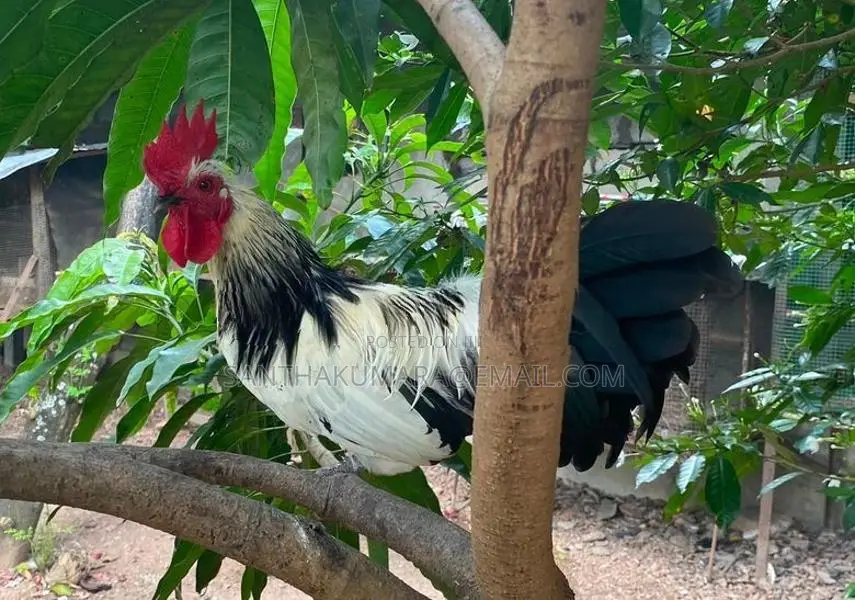 Kukula