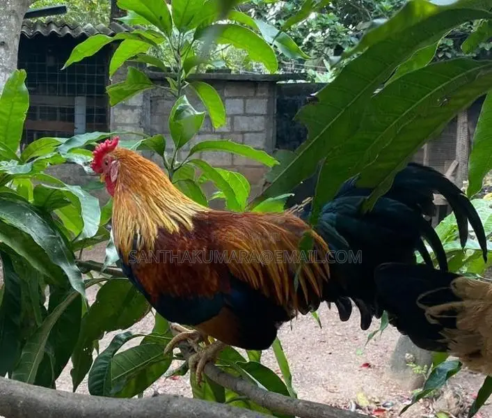Kukula