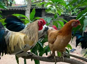 Kukula