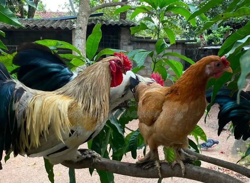 Kukula