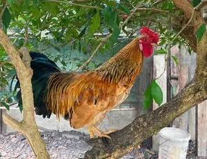 Kukula