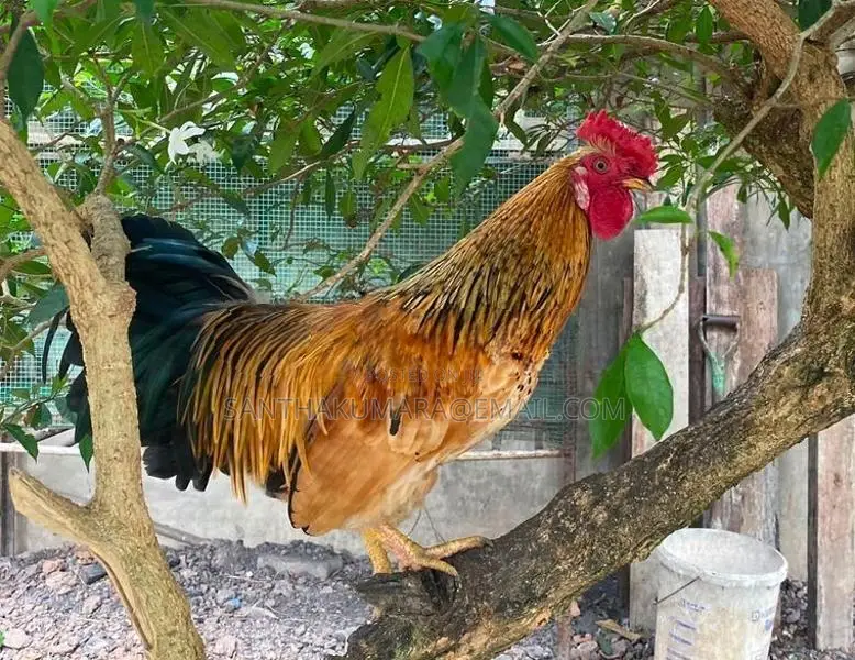 Kukula