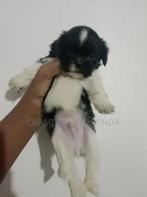 Shih Tzu Puppy