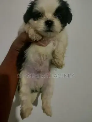 Shih Tzu Puppy
