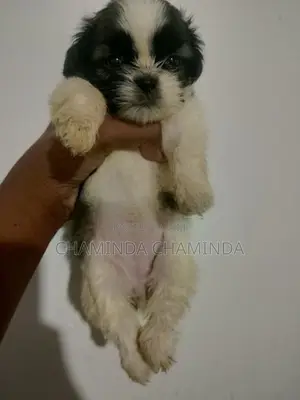 Shih Tzu Puppy