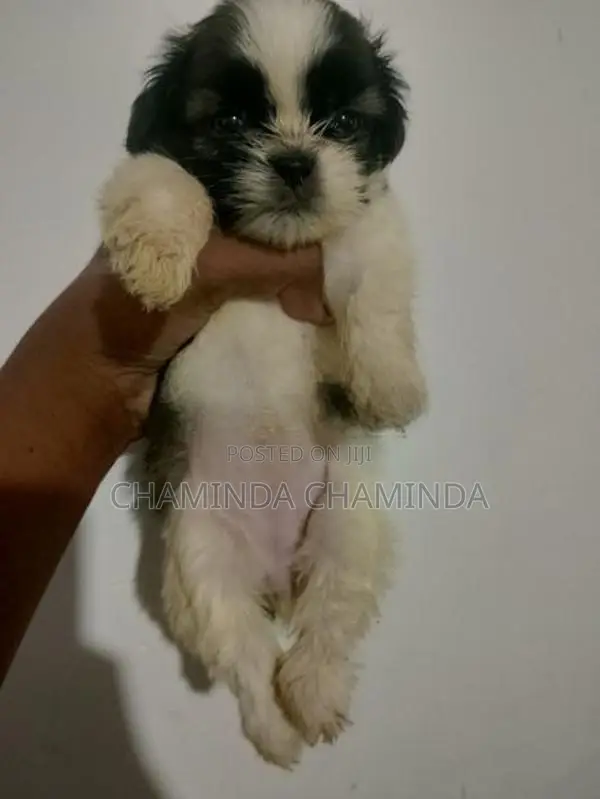 Shih Tzu Puppy