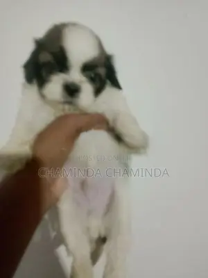 Shih Tzu Puppy