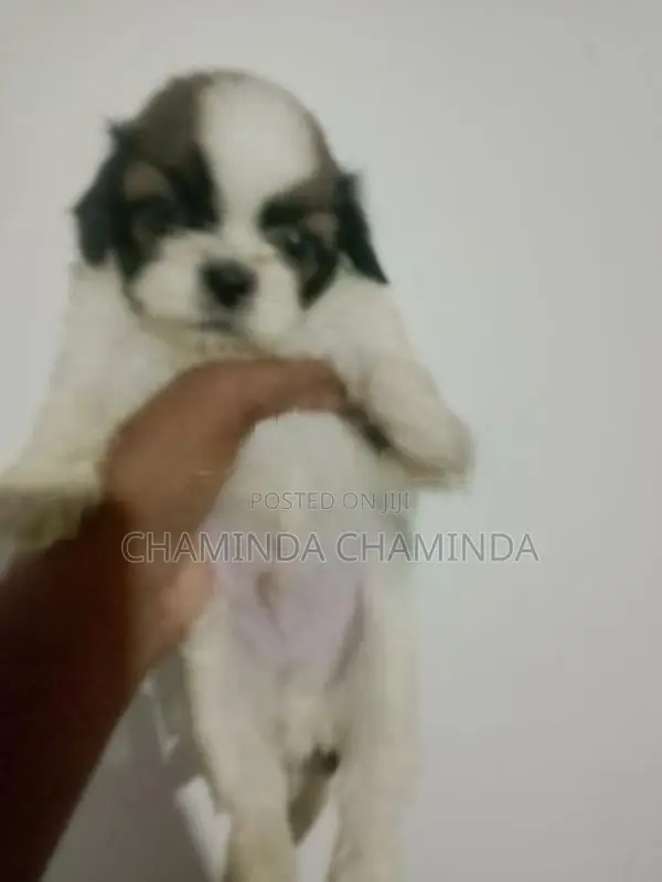 Shih Tzu Puppy