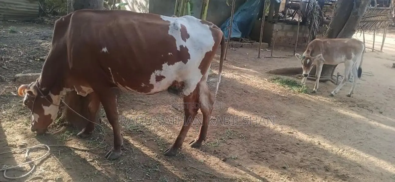 Milk Cow