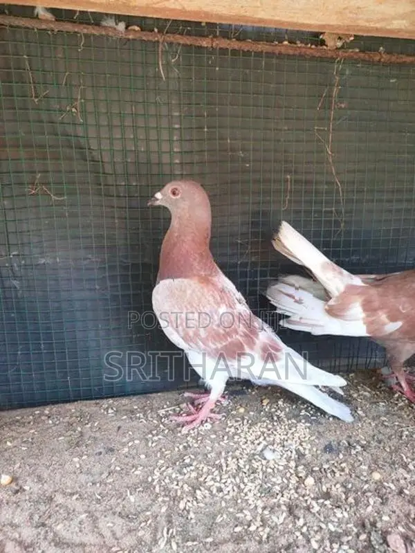 Pigeon