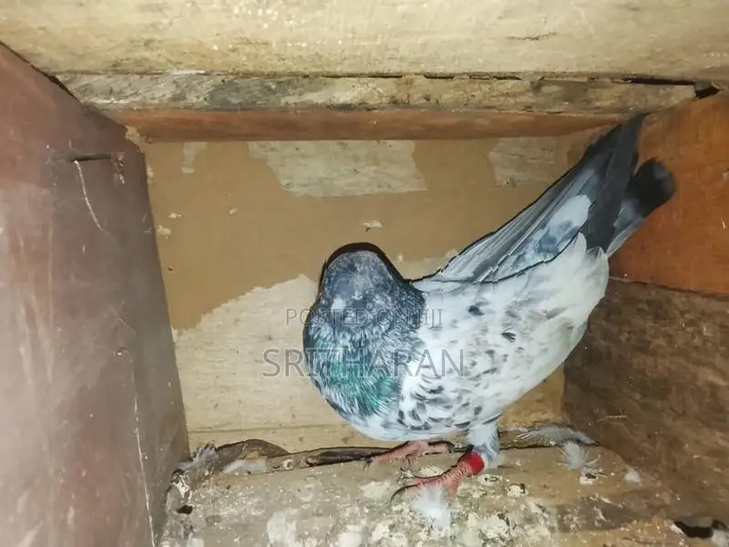 Pigeon