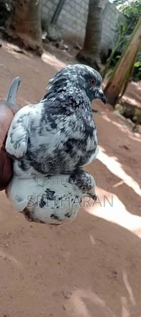 Pigeon