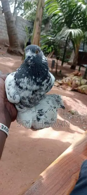 Pigeon