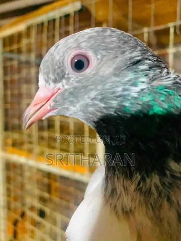 Pigeon